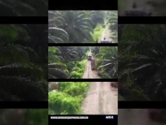 WEA18 CIĄGNIK DO OLEJU PALMOWEGO