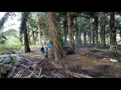 Rozstaw osi 2150 mm Ciągnik do oleju palmowego z oponą rolniczą Pojemność zbiornika paliwa 11 l