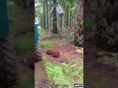 22HP Indonezja Mini ciągnik rolniczy do oleju palmowego z chwytakiem